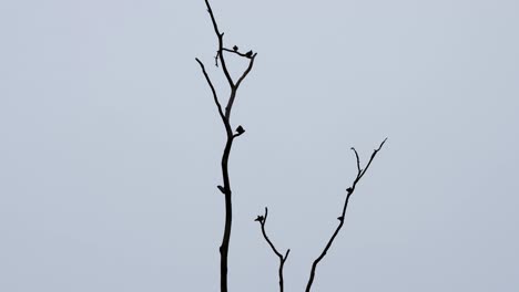Ein-Zoom-Aus-Diesen-Vögeln,-Die-Sich-Kurz-Vor-Der-Dunklen,-Dickschnabelgrünen-Taube-Treron-Curvirostra,-Kaeng-krachan-nationalpark,-Thailand,-Ausruhen