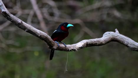 Both-male-and-female-seen-on-a-branch-then-one-with-some-nesting-materials-flies-away-to-build,-Black-and-red-Broadbill,-Cymbirhynchus-macrorhynchos,-Kaeng-Krachan-National-Park,-Thailand