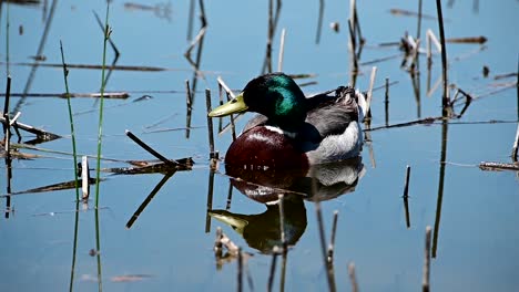 footage-of-single-mallard-duck-near-the-shore-of-a-lake
