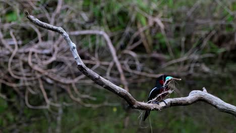 Seen-with-nesting-materials-in-its-mouth-ready-to-use-for-its-home,-Black-and-red-Broadbill,-Cymbirhynchus-macrorhynchos,-Kaeng-Krachan-National-Park,-Thailand