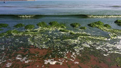 Seaweed-and-green-marine-algae-wash-up-on-a-beach-in-Torbay,-Devon,-England,-UK