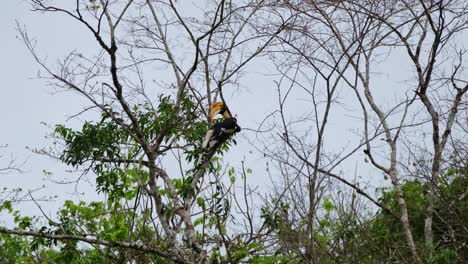 Seen-preening-its-feathers-while-perched-on-a-branch-of-a-bare-tree-in-the-forest,-Great-Hornbill-Buceros-bicornis,-Thailand