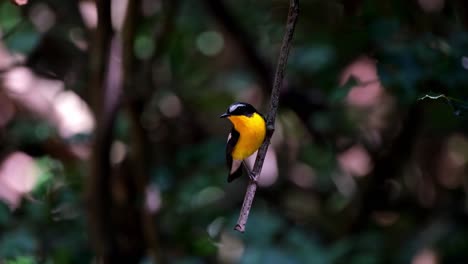 Perched-on-a-hanging-twig-while-looking-to-the-left,-Yellow-rumped-Flycatcher-Ficedula-zanthopygia,-Kaeng-Krachan-National-Park,-Thailand