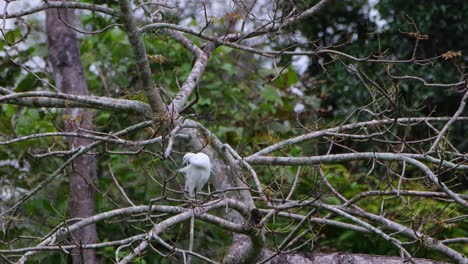 Seen-perch-on-a-branch-of-a-bare-tree-preening-its-right-wing,-Little-Egret-Egretta-garzetta,-Kaeng-Krachan-National-Park,-Thailand