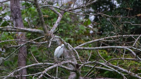 Seen-preening-itself-while-the-camera-zooms-out,-Little-Egret-Egretta-garzetta,-Kaeng-Krachan-National-Park,-Thailand
