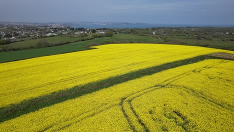 Rapeseed-field-Devon-UK-coast-in-background-low-drone-aerial-view