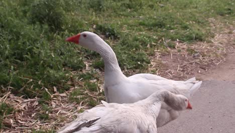 Closeup-of-two-playful-white-geese-walking-together-in-countryside,-day