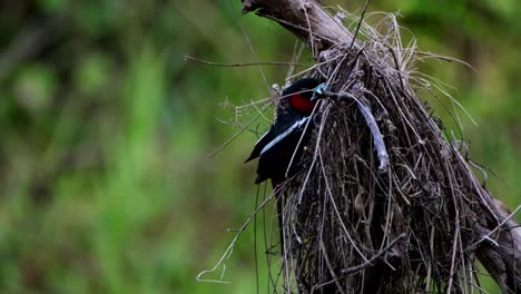 Seen-from-its-side-while-hanging-on-its-nest,-Black-and-red-Broadbill,-Cymbirhynchus-macrorhynchos,-Kaeng-Krachan-National-Park,-Thailand
