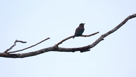 Seen-perched-almost-not-moving-in-a-silhouette-just-before-dark,-Indochinese-Roller-Coracias-affinis,-Kaeng-Krachan-National-Park,-Thailand