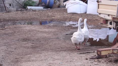 Couple-of-geese-walking-close-in-rural-farm,-stepping-on-water-puddle,-day