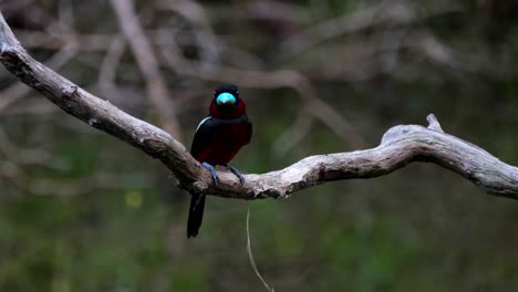 Perched-on-a-branch-during-the-early-part-of-the-morning-looking-around,-Black-and-red-Broadbill,-Cymbirhynchus-macrorhynchos,-Kaeng-Krachan-National-Park,-Thailand