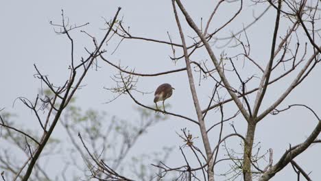 Seen-from-its-front-side-looking-to-the-right-and-then-turns-around,-Chinese-Pond-Heron-Ardeola-bacchus,-Kaeng-Krachan-National-Park,-Thailand