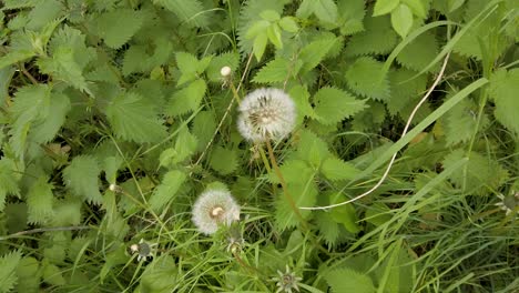 The-seed-heads-of-dandelions-commonly-known-as-dandelion-clocks