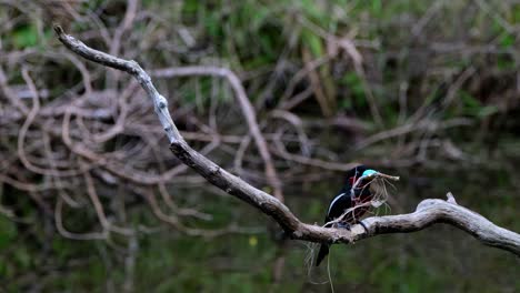 One-flies-towards-the-nest-then-the-other-stays-to-wait-for-its-turn-to-deliver-some-materials,-Black-and-red-Broadbill,-Cymbirhynchus-macrorhynchos,-Kaeng-Krachan-National-Park,-Thailand