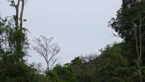 Waldlandschaft-Mit-Einem-Silhouettierten-Eichhörnchen-Und-Dann-Einem-Gescheckten-Nashornvogel,-Der-Unten-Vorbeifliegt,-Eichhörnchen-Und-Wald,-Nationalpark-Kaeng-Krachan,-Thailand
