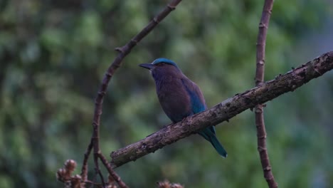 Perched-on-a-rotting-branch-while-the-camera-tilts-upward,-Indochinese-Roller-Coracias-affinis,-Kaeng-Krachan-National-Park,-Thailand