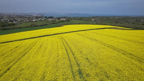 Rapeseed-field-Devon-UK-coast-in-background-drone-aerial-point-of-view