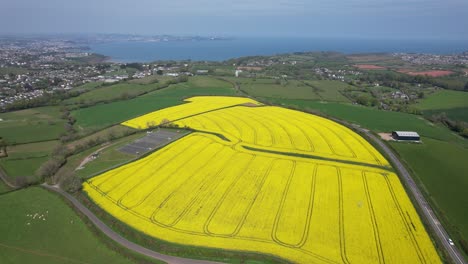Rapeseed-field-Devon-UK-coast-in-background-drone-aerial-view