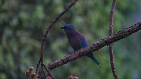 Perched-on-a-bare-branch-just-before-dark-facing-left,-Indochinese-Roller-Coracias-affinis,-Kaeng-Krachan-National-Park,-Thailand