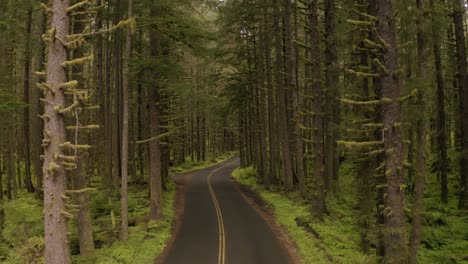Drone-entering-Pacific-Northwest-Coniferous-Pine-forest-road,-driving-through-trees,-aerial-footage