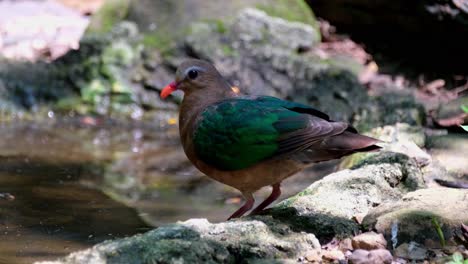 About-to-go-into-the-waterhole-during-a-summer-day-in-the-forest,-Common-Emerald-Dove,-Chalcophaps-indica,-Thailand