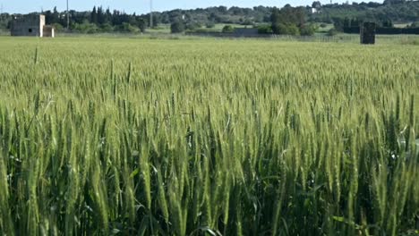 Cultivo-De-Cereales-Campo-De-Trigo-Orejas