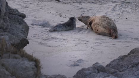 Harbor-seals-in-Monterey,-California