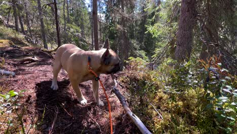 French-Bulldog-Chewing-on-a-Stick-in-the-Forest