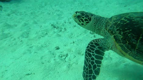 Closer-capture-followed-by-an-action-camera,-Green-Sea-Turtle-Chelonia-mydas,-Palau