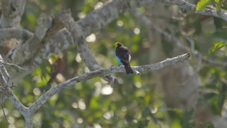 Paradise-Tanager-sits-calmly-on-branch-as-second-bird-flies-by