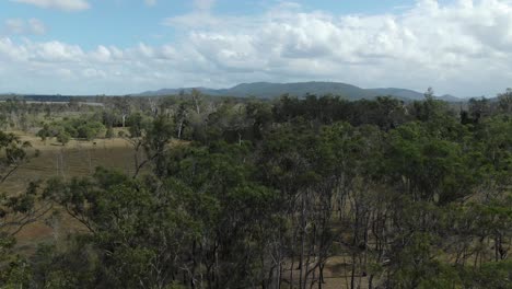 árboles-En-Bajool-En-Queensland,-Australia.-Aéreo-Hacia-Adelante