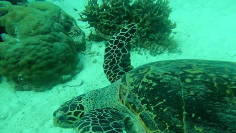 Action-camera-capture-of-this-endangered-turtle-moving-around-under-the-sea,-Green-Sea-Turtle-Chelonia-mydas,-Palau