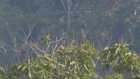 Orange-Cheeked-Parrot-perches-on-branch-in-Tambopata-Reserve
