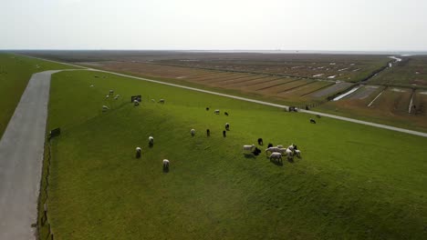 Ovejas-Blancas-Y-Negras-En-Exuberantes-Pastos-Verdes,-Tierras-De-Cultivo-En-Alemania