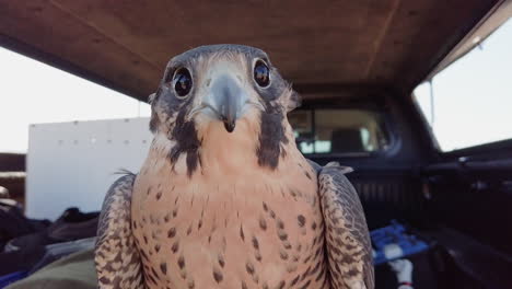 Close-Up-Feeding-Falcon-With-Red-Raw-Meat