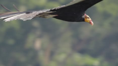 Dramatic-aerial-following-Yellow-Headed-Vulture-in-flight-soaring-over-rainforest