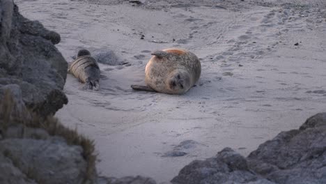 Harbor-seal-pupping-season-in-Monterey,-California