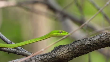 Green-whip-snake-in-tree-,