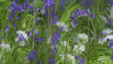 Zeitlupe-Von-Kornischen-Glockenblumen-Und-Wildknoblauchblüten-Im-Frühling-In-Den-Enys-Gardens-In-Cornwall,-England