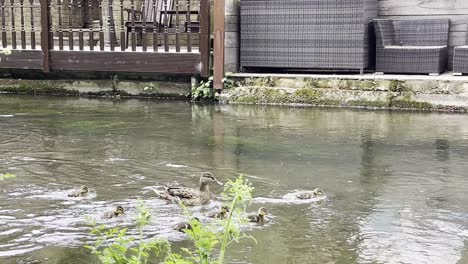 Family-of-ducks-trying-hard-to-swim-against-the-current,-mum-duck-getting-scared-about-her-ducklings-floating-away