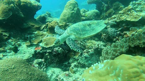Aus-Der-Ferne-Durch-Eine-Action-Kamera-Gesehen,-Während-Man-Auf-Nahrungssuche-Durch-Die-Unterwasserlandschaft-Geht,-Grüne-Meeresschildkröte-Chelonia-Mydas,-Palau