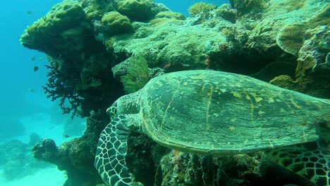 Seen-with-a-broken-shell-moving-around-corals-towards-the-left-as-a-blue-fish-follows,-Green-Sea-Turtle-Chelonia-mydas,-Palau