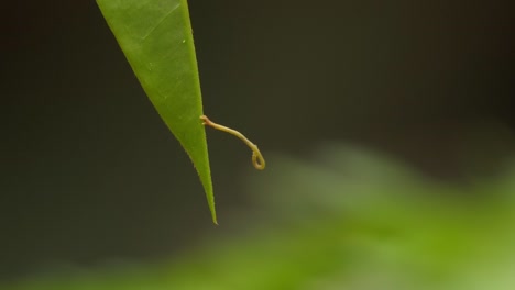 Geometer-moth-caterpillar-balances-precariously-on-tip-of-jungle-leaf