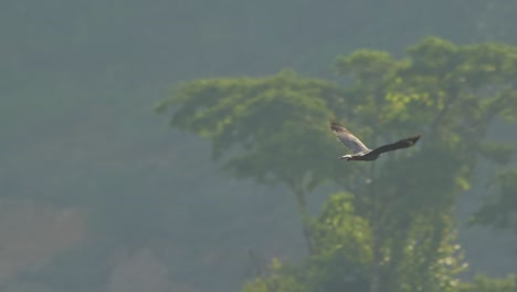 Crane-Hawk-in-flight-through-Tambopata-National-Reserve-jungle