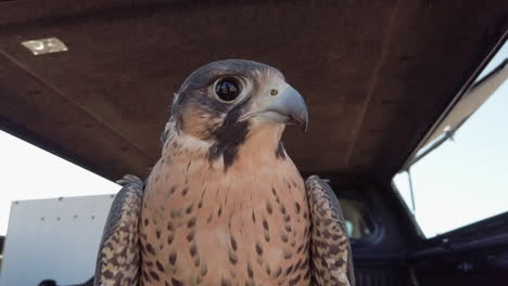 Close-Up-Of-Falcon's-Face-Looking-Around-In-The-Back-Of-A-Car