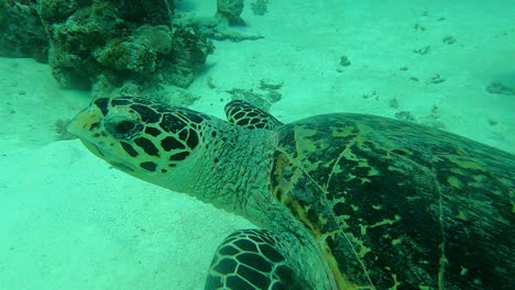 Portrait-capture-followed-by-an-action-camera,-Green-Sea-Turtle-Chelonia-mydas,-Palau