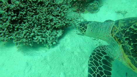 Closer-capture-from-above-as-followed-by-a-diver-approaching-a-corral-for-some-food,-Green-Sea-Turtle-Chelonia-mydas,-Palau