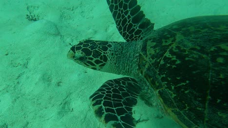 Seen-from-above-followed-by-an-action-camera,-Green-Sea-Turtle-Chelonia-mydas,-Palau