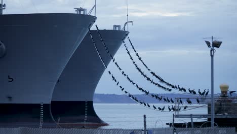 Cormorant-Birds-Sitting-On-The-Bow-Line-Mooring-Of-Military-Ship-In-Tacoma,-Washington