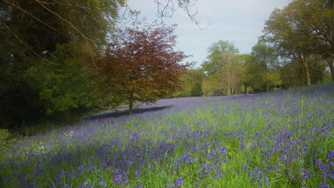 Trees-And-Wild-Bluebells-Flower-Field-At-Enys-Gardens-In-Cornwall,-England